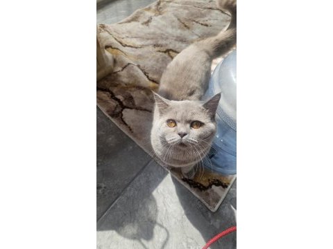 8 aylık erkek kedimiz