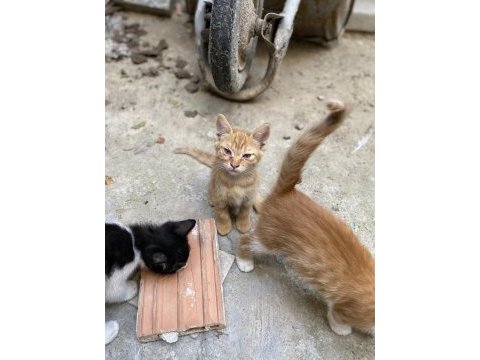 Şirin tekir yavrularımıza yuva arıyoruz