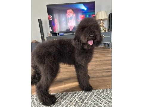 Dev labradoodle 4,5 aylık erkek aile köpeği