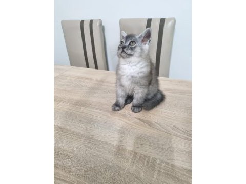 British shorthair dişi kedimiz