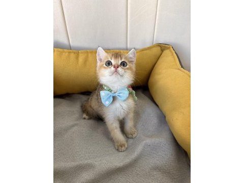 Kaliteli silver golden bebek kediler