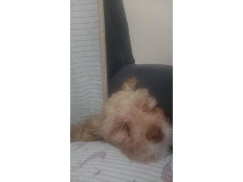 Maltipoo bebek