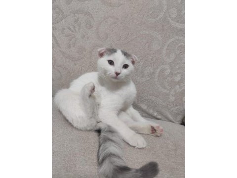 3 aylık scottish fold kedimiz