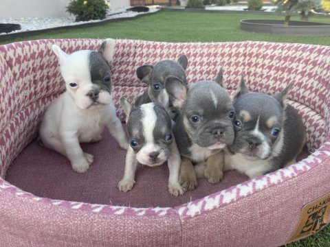 French bulldog dişi erkek yavrular