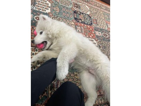 3 aylık samoyed