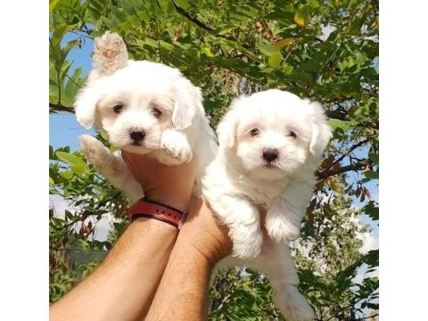 Maltese köpeği yavruları