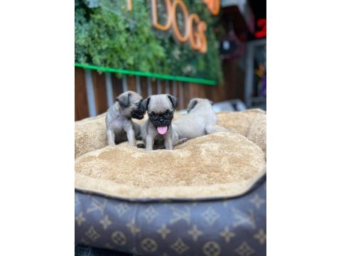 Safkan pug yavrular