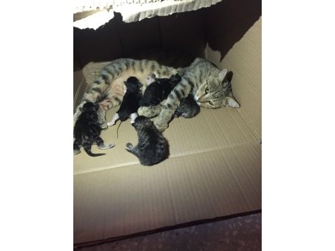 Mia ve 5 adet yavru tekir