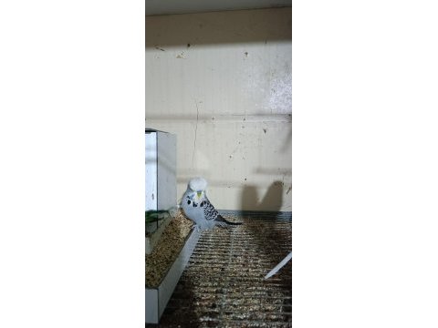 Üretimhaneden muhabbet kuşları