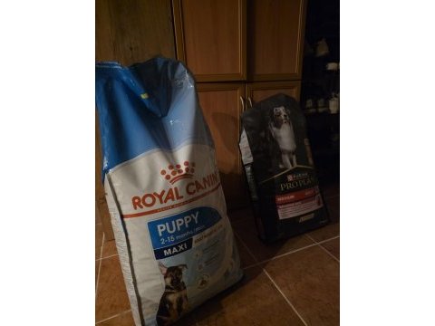 13 aylık dişi rottweiler