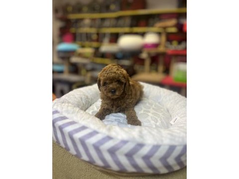 Teacup toy poodle güzelliği @petclubadana
