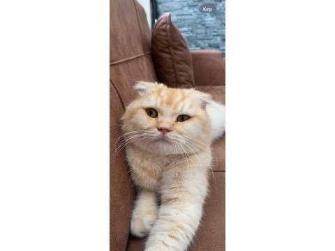 Yakışıklı scottish fold oğluma eş adayı arıyorum