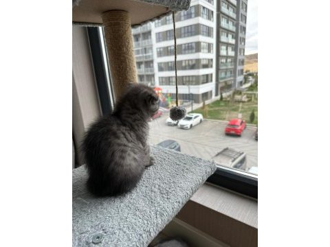 2 aylık dişi scottish fold