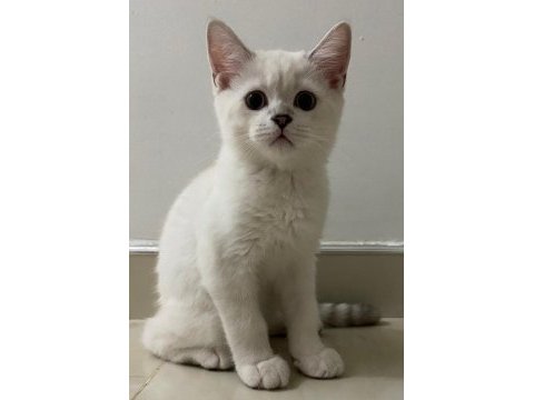 British shorthair 3 aylık yavru