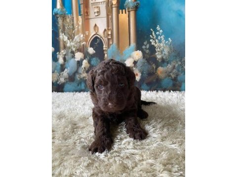 Çikolata poodle türünün en iyisi