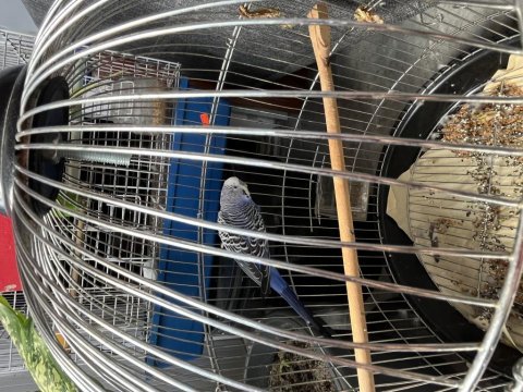3 adet muhabbet kuşu acil satılık