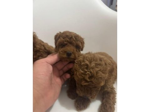 İki aylık erkek toy poodle yavrularım teslime hazırdır