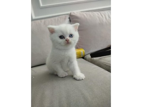 Yeni yılın british longhair bebekleri
