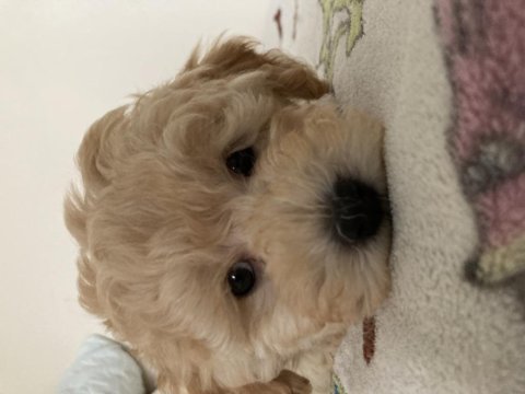Anne altından poodle yavrular