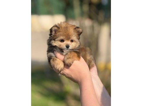 Pomeranian poodle pomapo yavrumuz