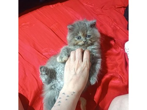 İran yavrular anne altından