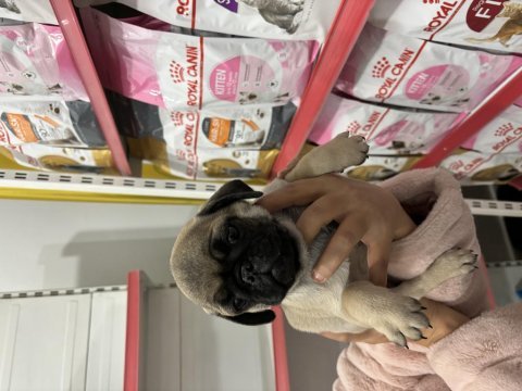 Aşılı erkek pug yavru köpeğimiz