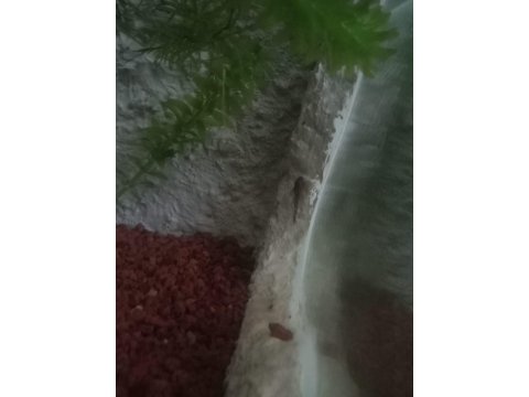 Tül kuyruk cüce vatoz 3 cm