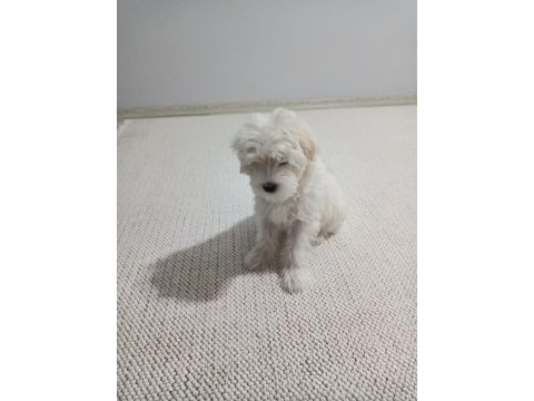 Maltese - malta terrier 3 aylık