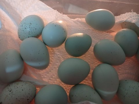 Kuluckalik caledon mavici bıldırcın yumurtasi