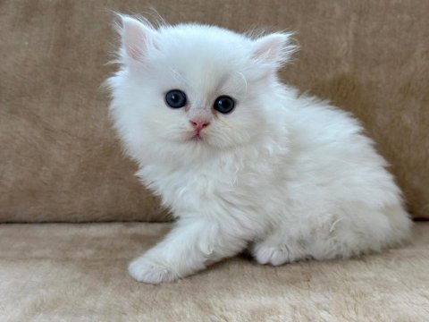 Eşsiz güzellikte chinchilla erkek yavrum