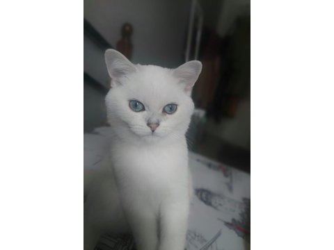 Oyun delisi british shorthair fehmican