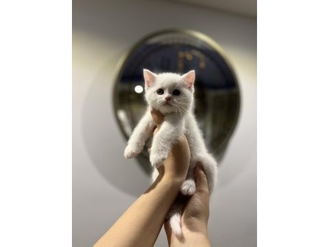 Beyaz brıtısh shorthair yavrular