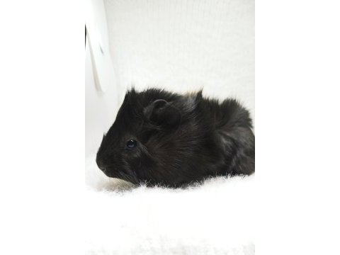 İstanbul bağcılar sahibinden ginepig