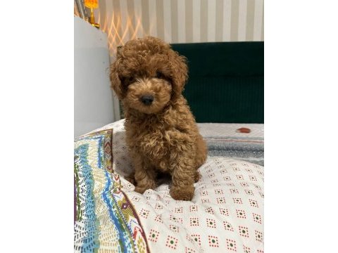 Toy poodle 60 günlük yavru