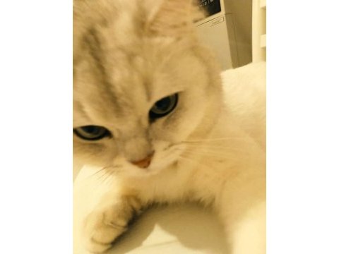 5 yaşında kısır erkek british shorthair oyuncu
