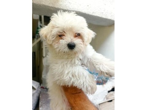 Mükemmel bir maltese yavru