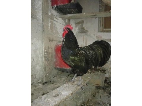 Australorp horoz