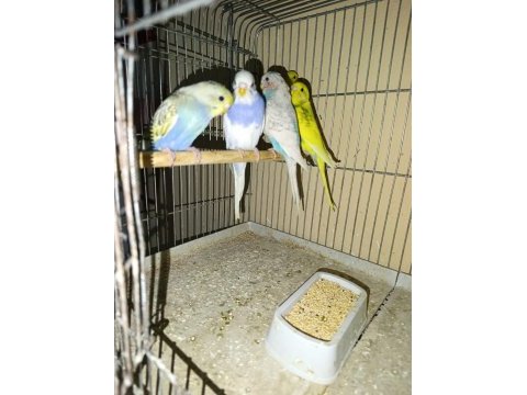 Yavru albino cremio muhabbet kuşu bebekler