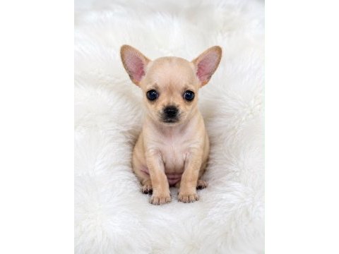 Wc eğitimli gold chihuahua