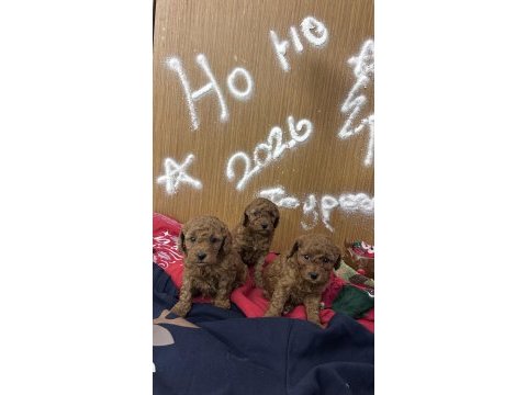 Yeni yıl bebekleri poodle