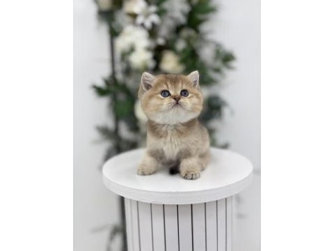 Black golden british shorthair prenses