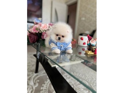 Mini boy ayıcık pomeranian