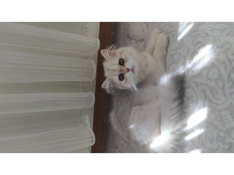 Kedimiz minik patili dost