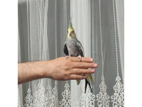 Sultan papağanı 4-5 aylık konuşuyor evcildir