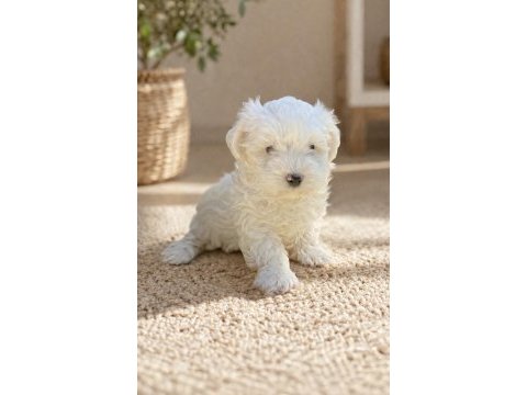 Kar beyaz ırk garantili maltese terrier yavrular