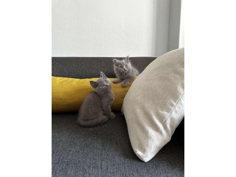 2aylık gri british shorthair yavrular