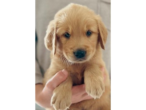 Türkiyenin en güvenilir çiftliğinden golden retriever