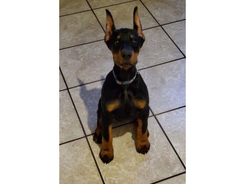 Doberman yavru köpekler