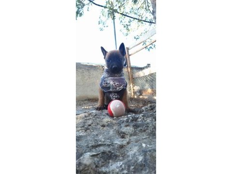 Malinois (belçika kurdu)