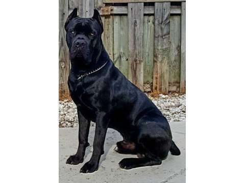 Estetikli black ve blue cane corso yavrular